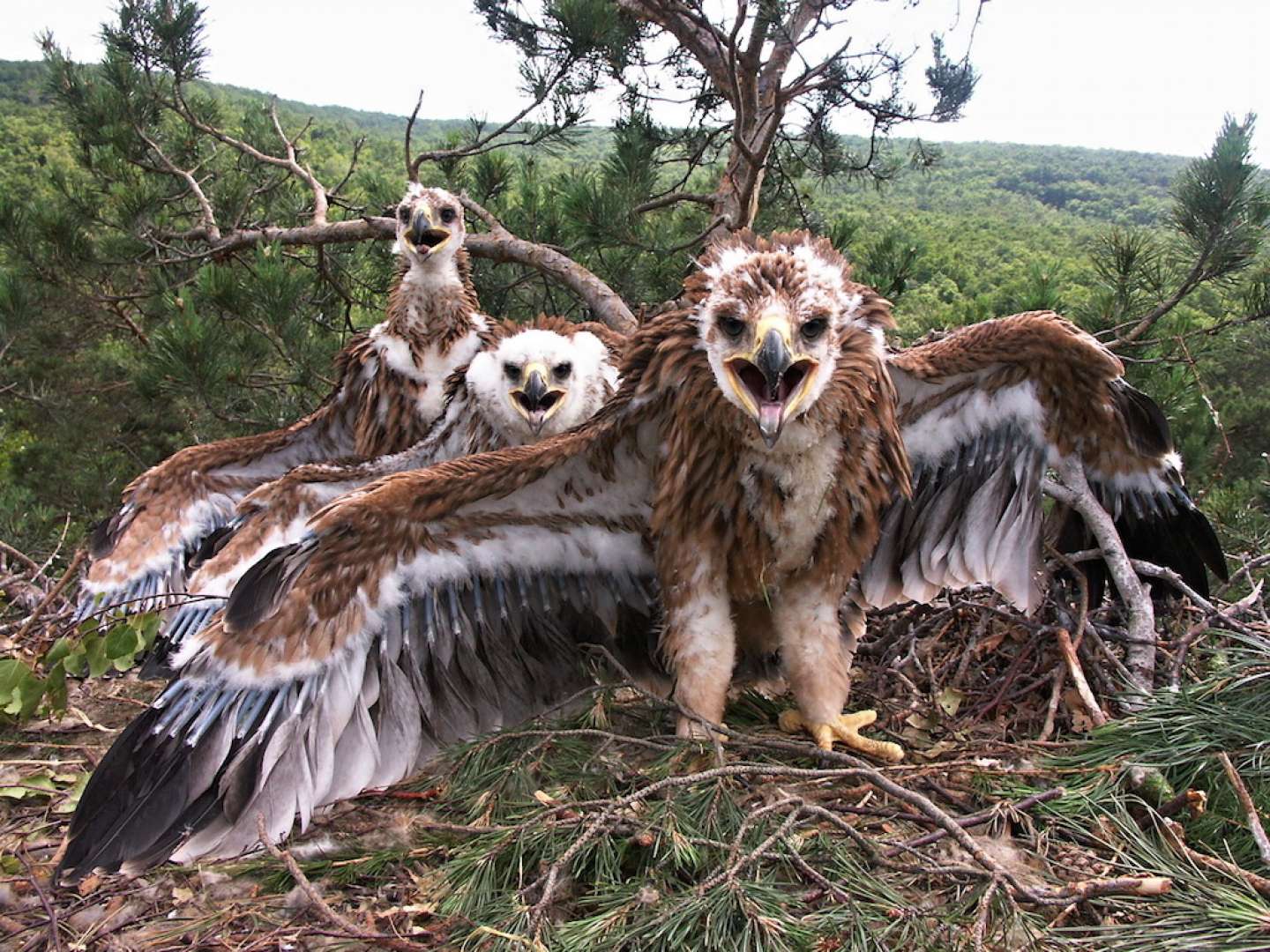 Testy DNA odhalili, že slovenské orly kráľovské hniezdia v Maďarsku